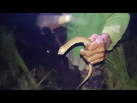 Hunting wild Ogdok fish jagnaya jamindan capiz