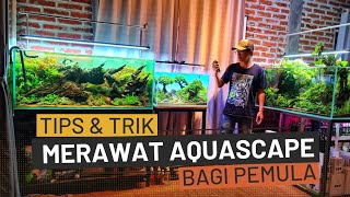 #368 Cara membersihkan dan merawat Aquascape