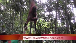 preview picture of video 'The Astonishing Orangutan Sanctuary in  North Sumatra'