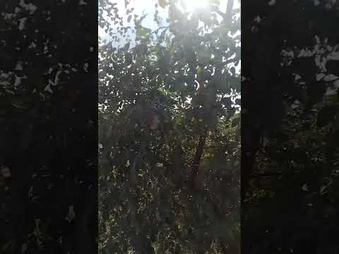 Jujube/ Ber fruit plant.Regu pandala chettu