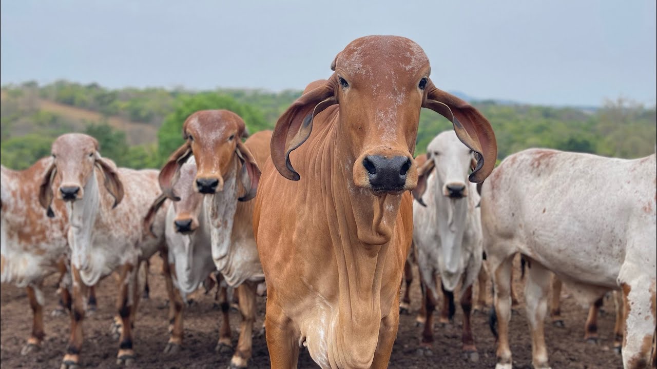 EXCELÊNCIA EM PRODUÇÃO LEITEIRA E GENÉTICA, conhecendo a ESTÂNCIA K!