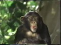 George Of The Jungle ABC Intro 2002 The Wonderful World Of Disney