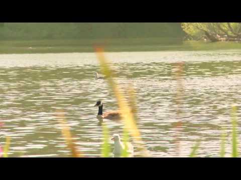 Мој измењени видео