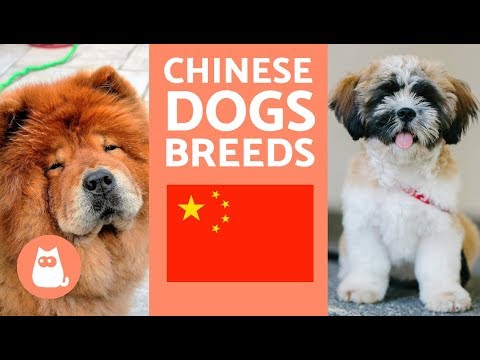 image-Is Taipei dog friendly?