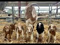 An Unbelievably Rare Event We Had A Goat Give Birth To FIVE Babies