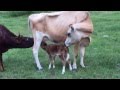 Milk Sharing