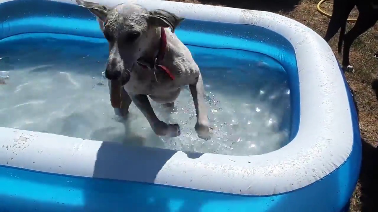 Nigel is a young lurcher looking for a new home with active fun owners