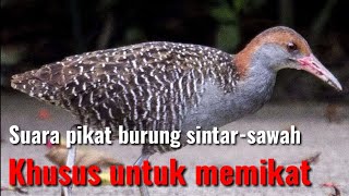 Download lagu suara pikat burung Sintar ampuh mp3