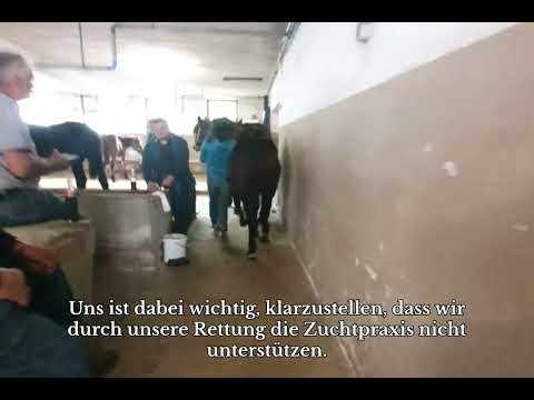 Warum retten wir von Animal Spirit Fohlen?