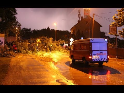 Pospravljanje drevesa v Ljutomeru