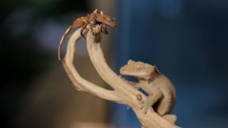 8 Cool Facts about Crested Geckos | Pet Reptiles