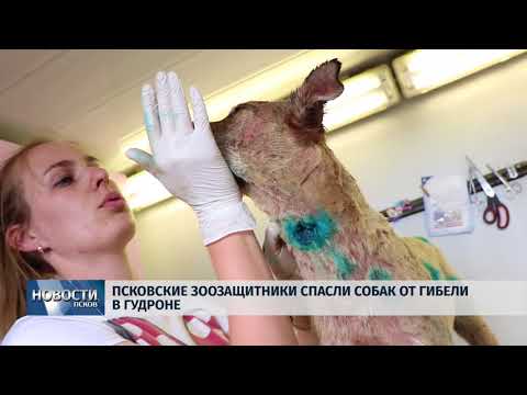 Новости Псков 10.06.2018 # Псковские зоозащитники спасли собак от гибели в гудроне 