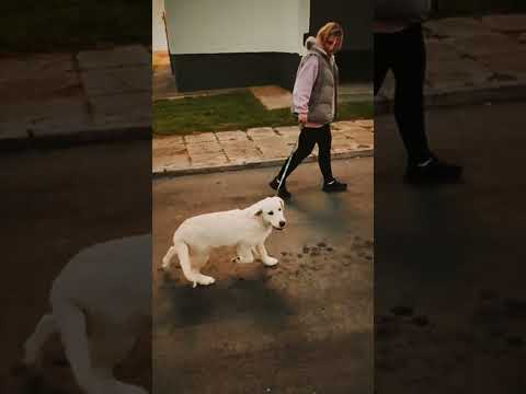 Golden Retriever Welpe kaufen