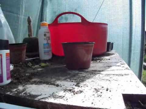 download lagu mp3 mp4 Lemon Balm Cuttings, download lagu Lemon Balm Cuttings gratis, unduh video klip Lemon Balm Cuttings