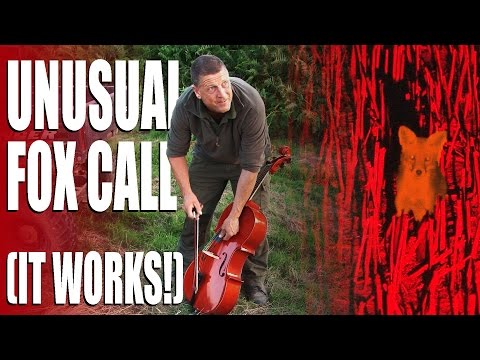 Unusual fox calls Unusual fox calls