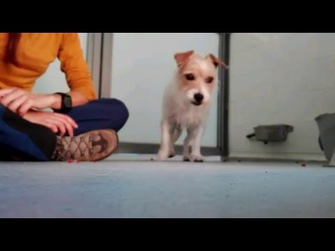 Perros inseguros: mejor con calma