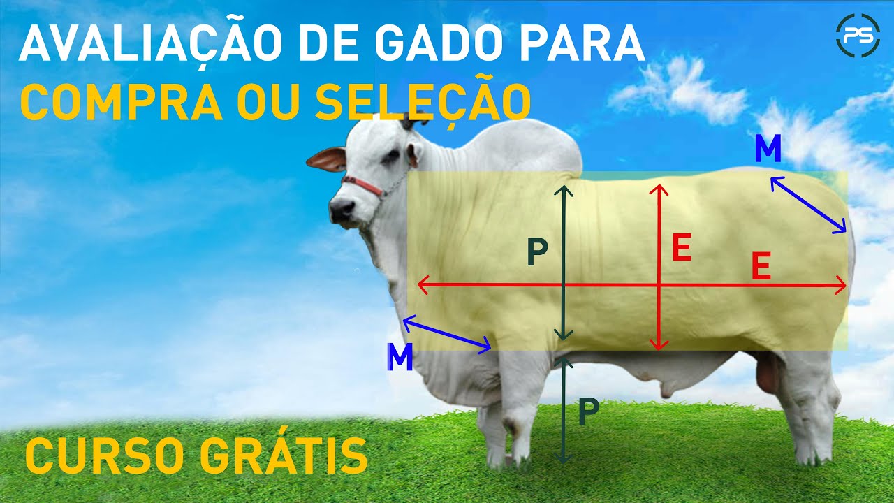 APRENDA A  AVALIAR GADO DE CORTE PARA COMPRA E SELEÇÃO