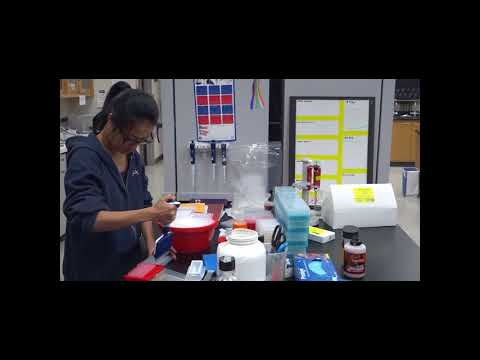 利用CRISPR-Cas9基因編輯技術改良小麥 (Improving Wheat With CRISPR-Cas9 Gene Editing)