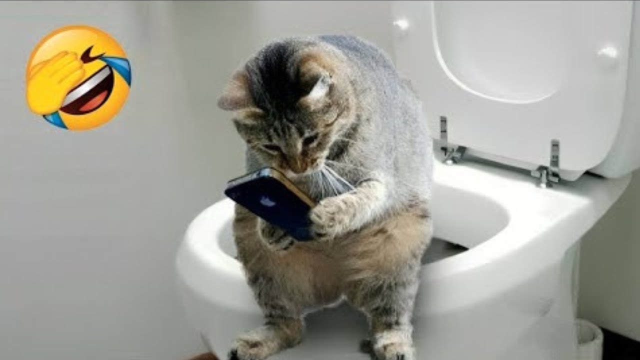 🤣 Hilarious Animal Moments Compilation 2024 | Funniest Cats & Dogs Ever!