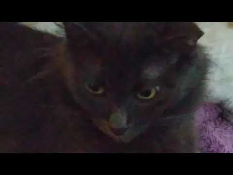 "Why are we still here? Just to suffer!"  Depressed cat version