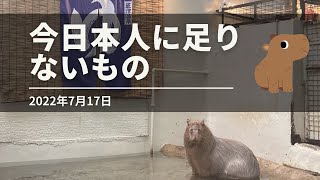 今日本人に足りないもの。それはカピバラ