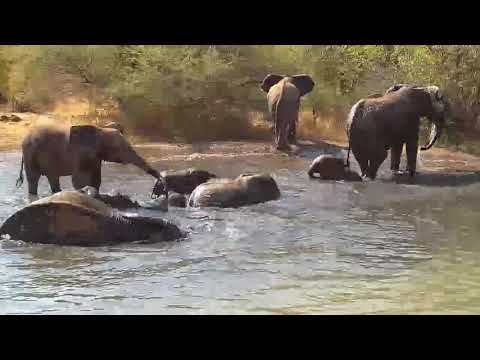 Kwa: Elephants enjoying a drink and splash about - 08/13/19