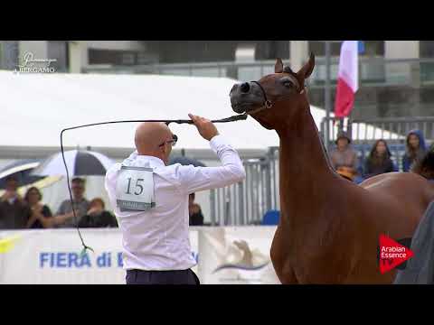 N.15 EOS INDIGO - Bergamo 2017 - Yearling Fillies (Class 1B)