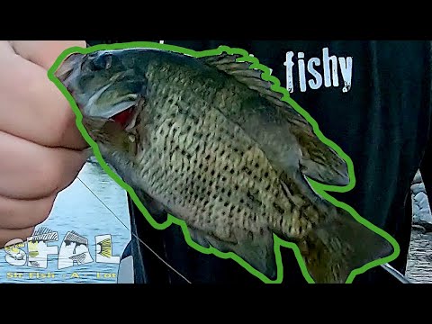 Rock Bass Fishing