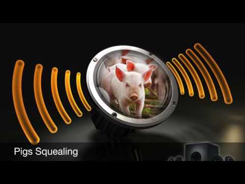 Pigs Squealing-Sound Effect