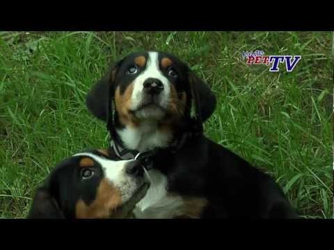 Großer Schweizer Sennenhund: Informationen zur Rasse