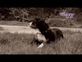 Gran Boyero Suizo - Großer Schweizer Sennenhund: Informationen zur Rasse