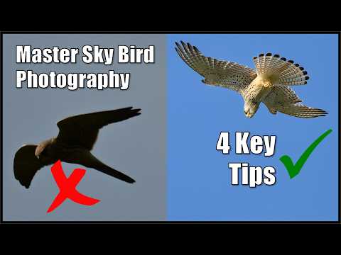 Master Bird Photography: 4 Essential Tips for Sky Backgrounds.