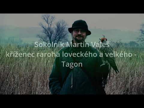 Tagon  - lov bažanta 2021 ( raroh lovecký )