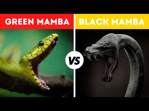 Green Mamba vs Black Mamba Fight Comparison || Who Is Stronger? || Black Mamba vs Green Mamba Snake