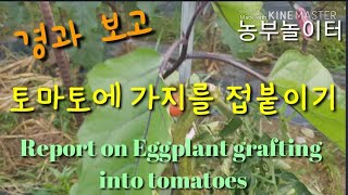 토마토에 가지를 접붙이기 야채접목 과채류果菜類 접목 경과 보고 Report on Eggplant grafti…