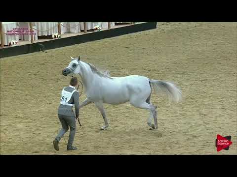 N.181 FATTAM AL NASSER - 21st Qatar National 2018 - Fillies 3 years old (Class 5B)