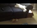 Funny Cat Driving A Car