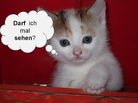 Germana pentru incepatori. Lectia 23. Grammatik: Modalverben - dürfen