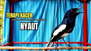 Download lagu PANCINGAN KACER TERBAIK bikin Semua Jenis Kacer LANGSUNG KONSLET, Terapi Kacer Agar GACOR NGEPLONG mp3