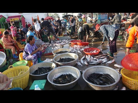 Prek Phnov Bridge is Big Site Distribute SeaFood, Fish & Dry Fish - Walk Around Fish Market in Town