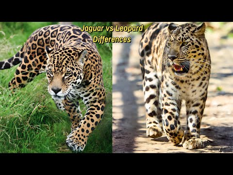 Jaguar Vs Leopard Differences and Facts: Untangle the Mysteries