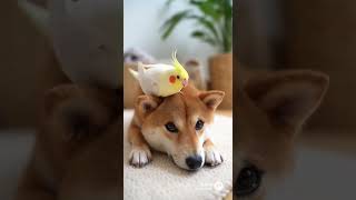 柴犬と動物の戯れ