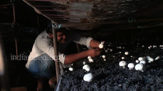 Mushroom Farming, Hisar