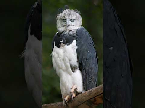 The top 5 strongest birds