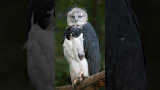 Download lagu 5 burung terkuat teratas mp3 Download lagu 5 burung terkuat teratas mp3