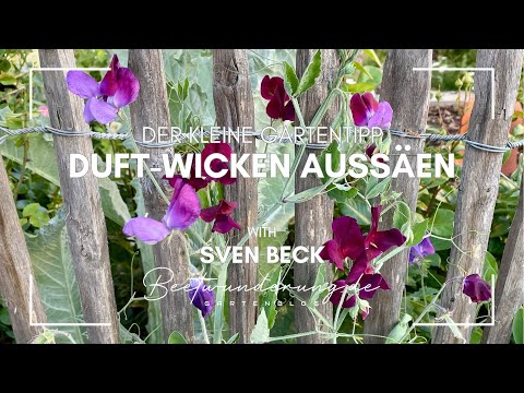 Kleiner Gartentipp: Duftwicken aussäen / #garten #gartenarbeit #blumen (German version!)