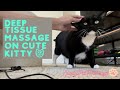 DEEP TISSUE MASSAGE ON CUTE TUXIE CAT Purrs Scratch ASMR