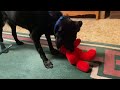 Tickle Me Elmo Max 2