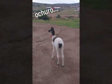 #ochuro #condesuyos #arequipa