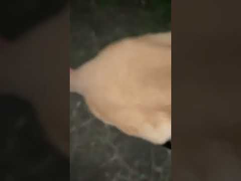 I Was Assaulted by a Kangaroo (Cops Called) #shorts